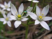 Crocus (5) (Photo F. Mrugala)